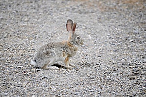 Texas Cottontail bunny paused and alert