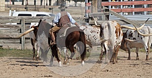 A Texas cowboy herding long horn steers at the Fort Worth Stockyards.