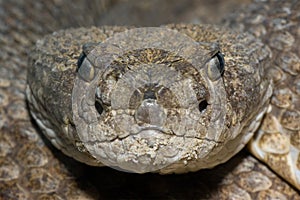Texas Diamondback Rattlesnake