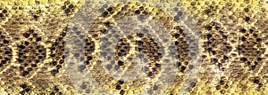 Texas Diamondback Rattlesnake