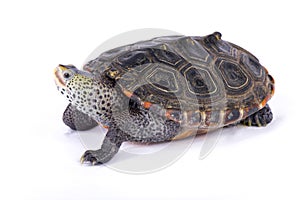 Texas Diamondback terrapin, Malaclemys terrapin littoralis