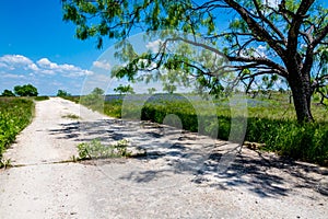 Texas Dirty Road with Texas Bluebonnet Wildflowers