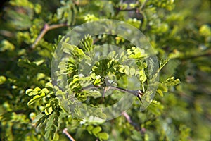 Texas Ebony Tree Leaves Closeup photo