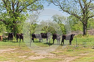 Texas farm in springtime with black cattle and Bluebonnet wildflower blooming