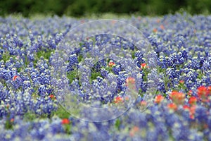 Texas field of bluebonnets