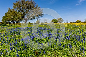 A Texas Field Covered with Various Texas Wildflowers