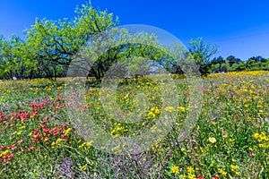 A Texas Field Full of a Variety of Beautiful Wildflowers