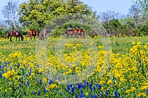 A Texas Field Full of Wildflowers and Brown Horses.