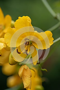 Argentinian Senna corymbosa, golden-yellow flower in close-up photo