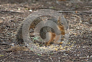 Texas fox squirrel eating corn on the ground
