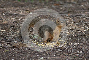 Texas fox squirrel eating corn on the ground