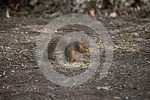 Texas fox squirrel eating corn on the ground