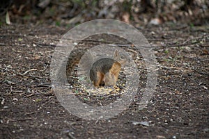 Texas fox squirrel eating corn on the ground