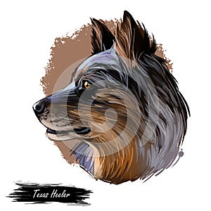 Texas Heeler dog digital art illustration  on white