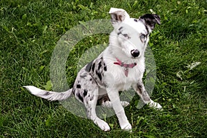 Texas Heeler Puppy Sitting In The Grass