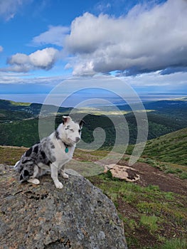 Texas Heeler sitting on a boulder