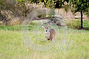 Texas Hill Country Eight Point White tailed Deer Buck