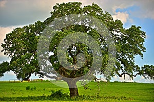 Texas Hill Country Oak Tree