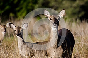 Texas Hill Country White tailed Deer Doe and Fawn