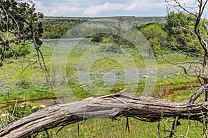 Texas Hill Country Wildflowers