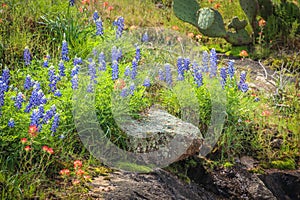 Texas Hill Country Wildflowers