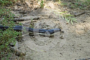 Texas Hognose Snake