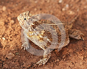 A Texas Horned Lizard photo
