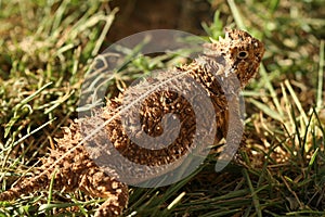 A Texas Horned Lizard