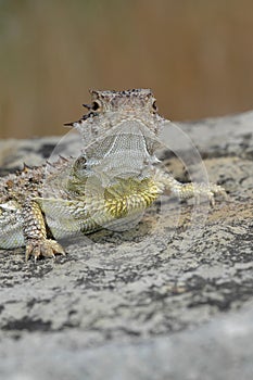 Texas Horned Lizard