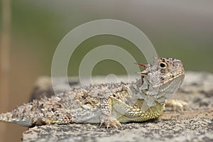 Texas Horned Lizard