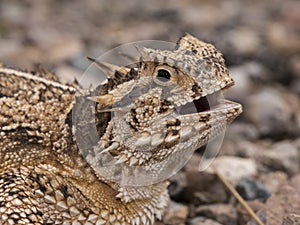 Texas horned lizard