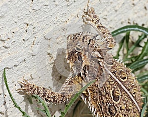 A Texas Horned Lizard Against a Stucco Wall