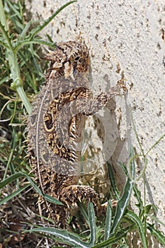 A Texas Horned Lizard Against a Stucco Wall