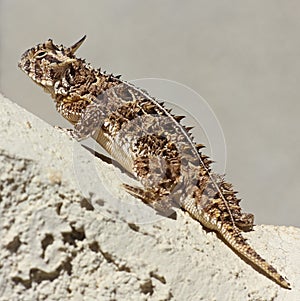 A Texas Horned Lizard Against a Stucco Wall