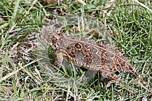 A Texas Horned Lizard in the Grass
