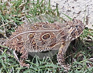 A Texas Horned Lizard in the Grass