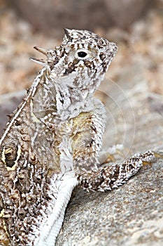 Texas Horned Lizard (Phrynosoma cornutum)