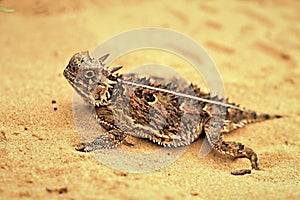 Texas Horned Lizard photo