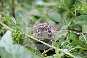 Texas horned lizard portrait