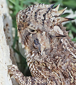 A Texas Horned Lizard's Head and Claws