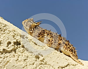 A Texas Horned Lizard on a Stucco Wall