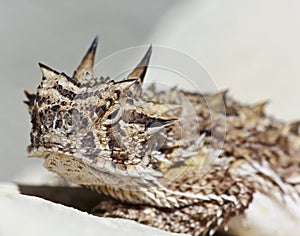 A Texas Horned Lizard on a Stucco Wall