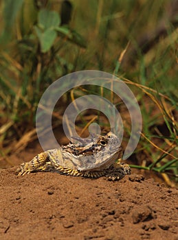 Texas Horned Toadn Lizard