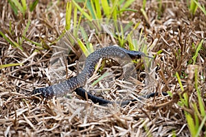 Texas indigo snake