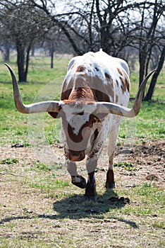 TEXAS LONG HORN