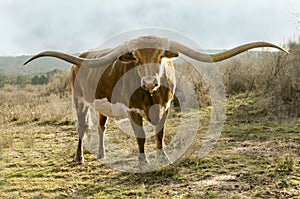 Texas Long Horn
