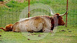 A Texas long horn with a calf laying in a field.