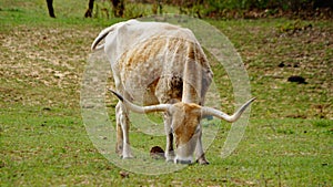 Texas long horn grazing in a field.