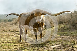 Texas Long Horn photo