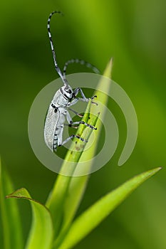 Texas Long-horned Beetle - Dectes texanus